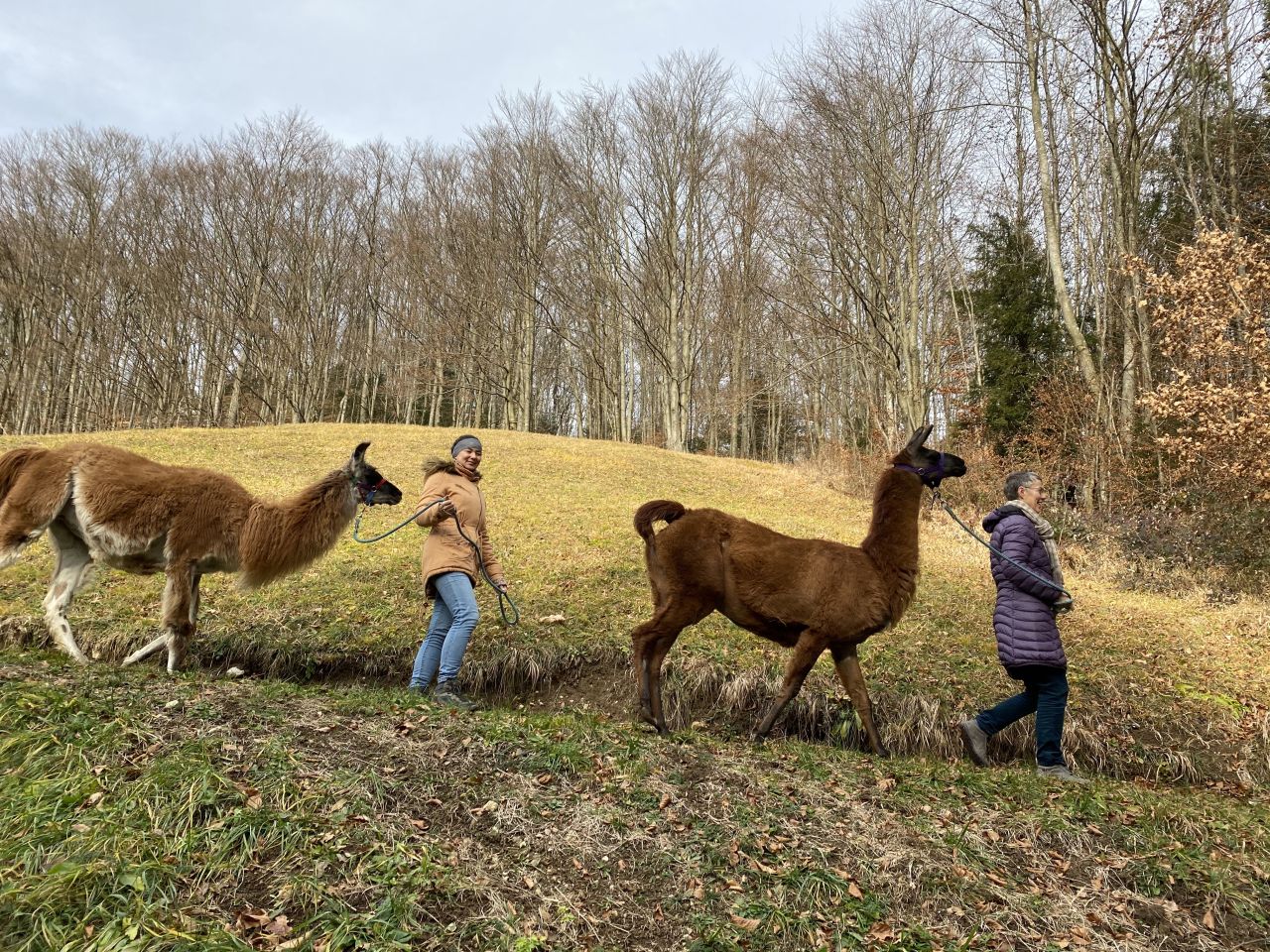 Lamawandern am Siriuskogel