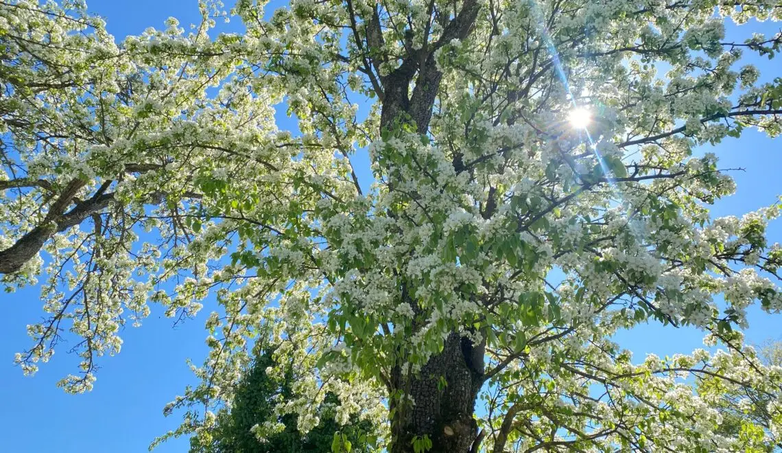 Die Birnbaumallee in Weyregg